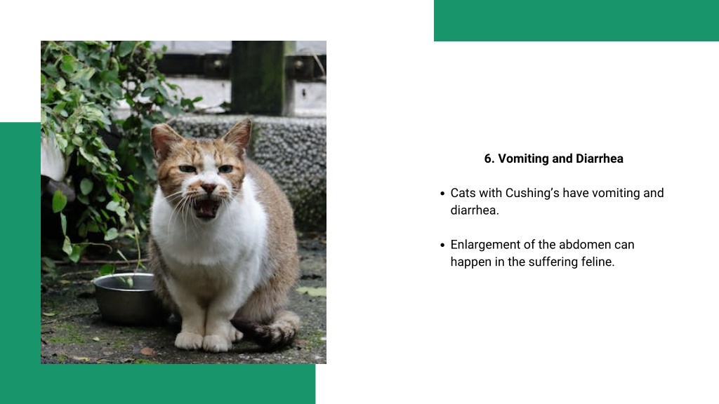 PPT - ppt-Cat Cushing's Disease - Symptoms PowerPoint Presentation ...