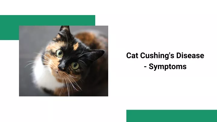 Image showcasing PPT - ppt-Cat Cushing's Disease - Symptoms PowerPoint Presentation ...