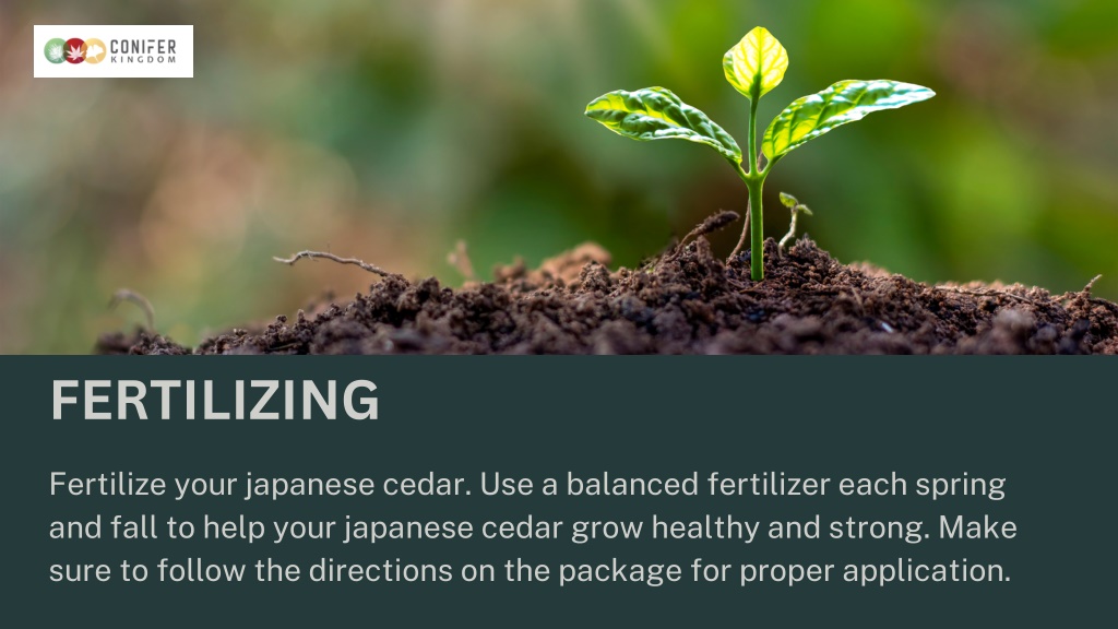 PPT - Taking Care Of Your Japanese Cedar PowerPoint Presentation, free ...