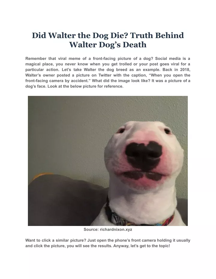 ppt-did-walter-the-dog-die-truth-behind-walter-dog-s-death-powerpoint