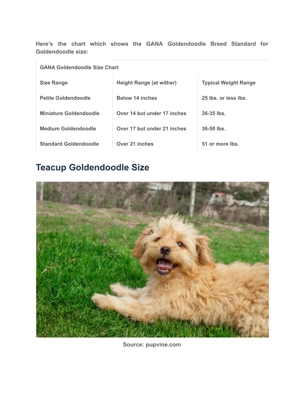 PPT Full Grown Mini Goldendoodle How Big Do Goldendoodles Get