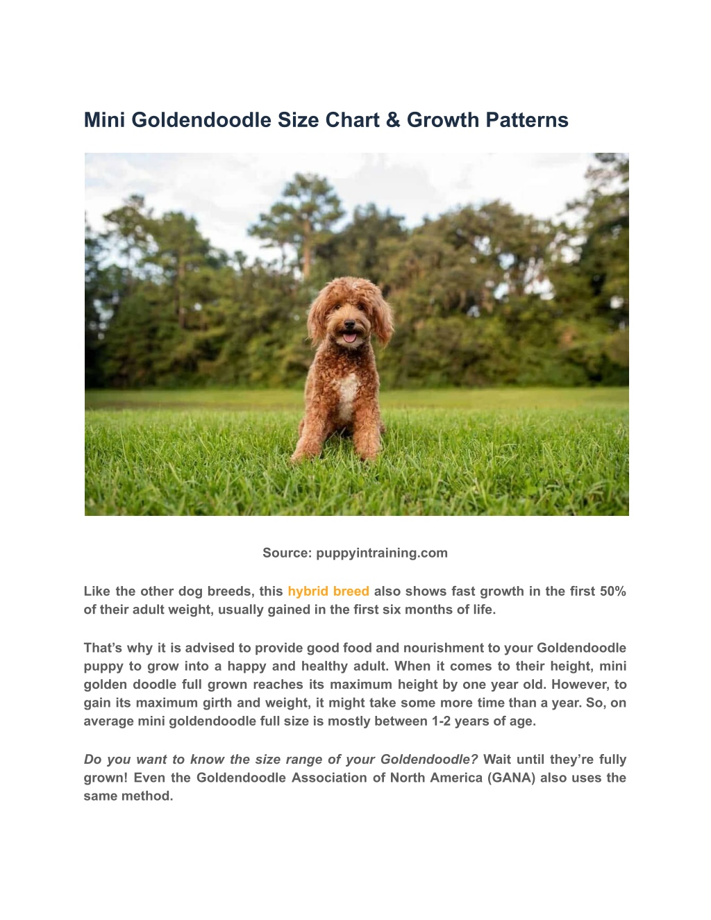 PPT - Full Grown Mini Goldendoodle: How Big Do Goldendoodles Get