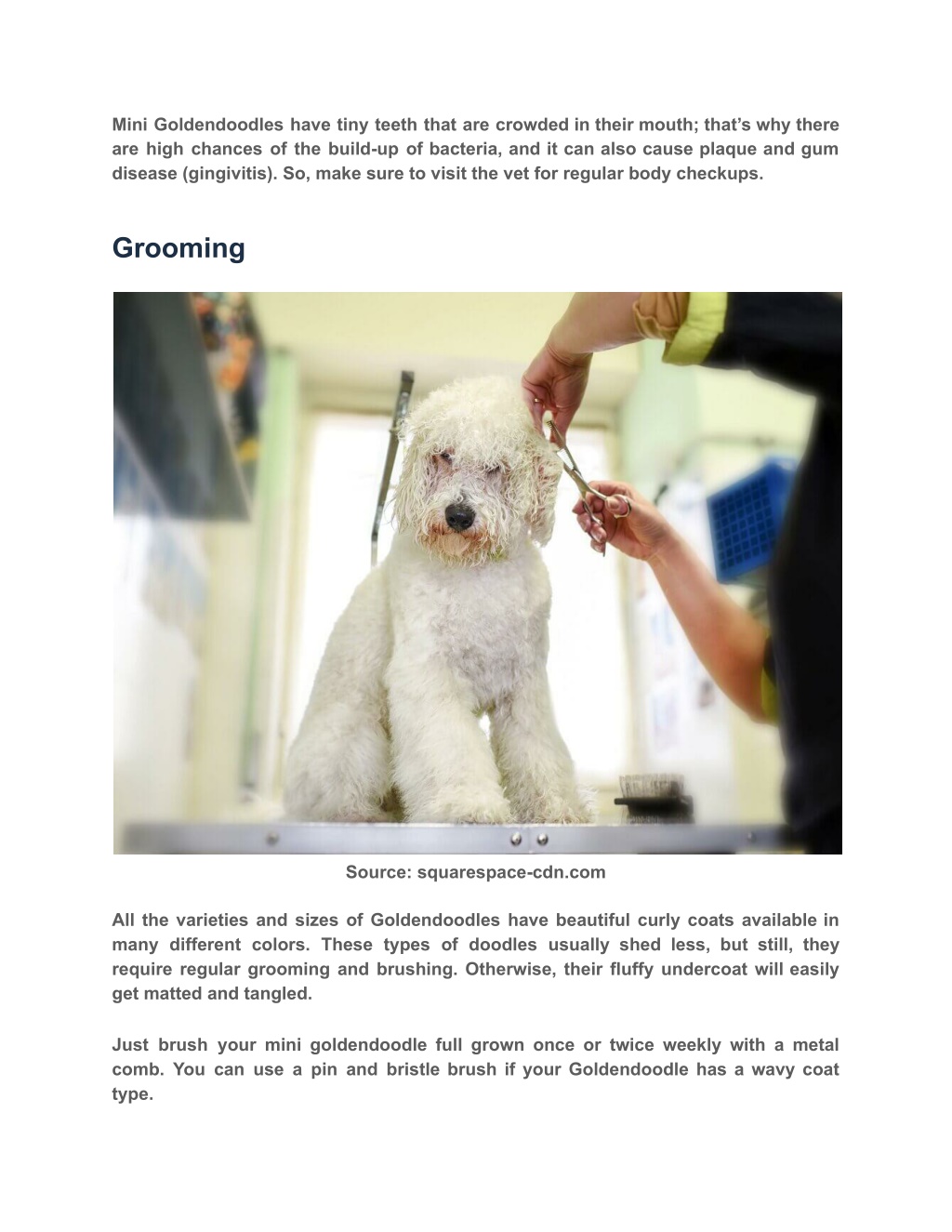 PPT Full Grown Mini Goldendoodle How Big Do Goldendoodles Get