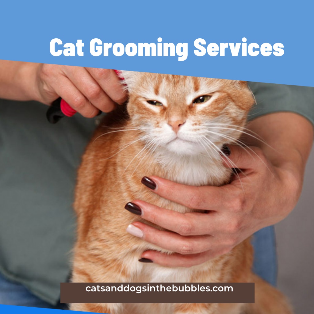 PPT - CAT GROOMING SERVICES PowerPoint Presentation, free download - ID ...