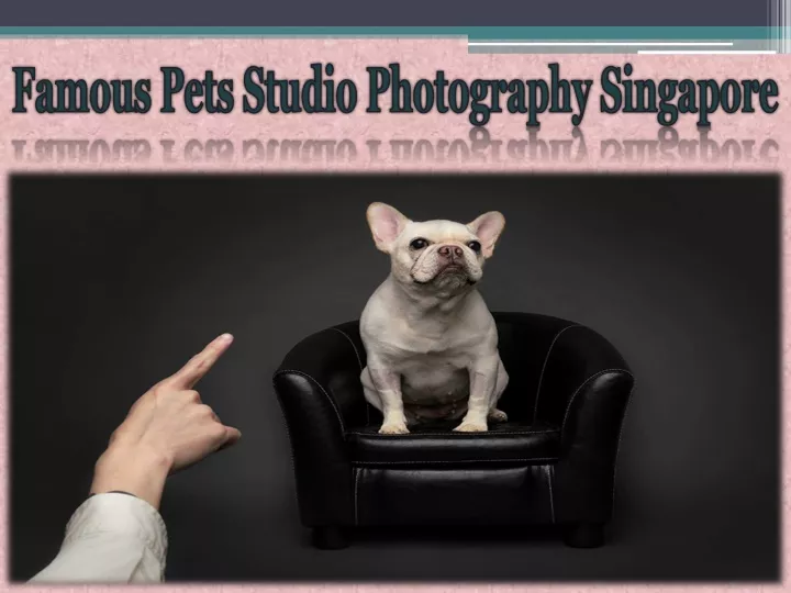 famous pets studio photography singapore n.