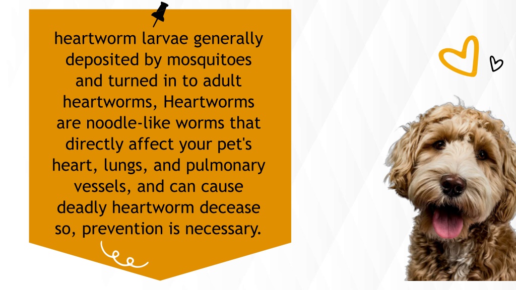 Ppt - Heartgard Plus Vet's No 1 Heartworm Prevention Choice Powerpoint 