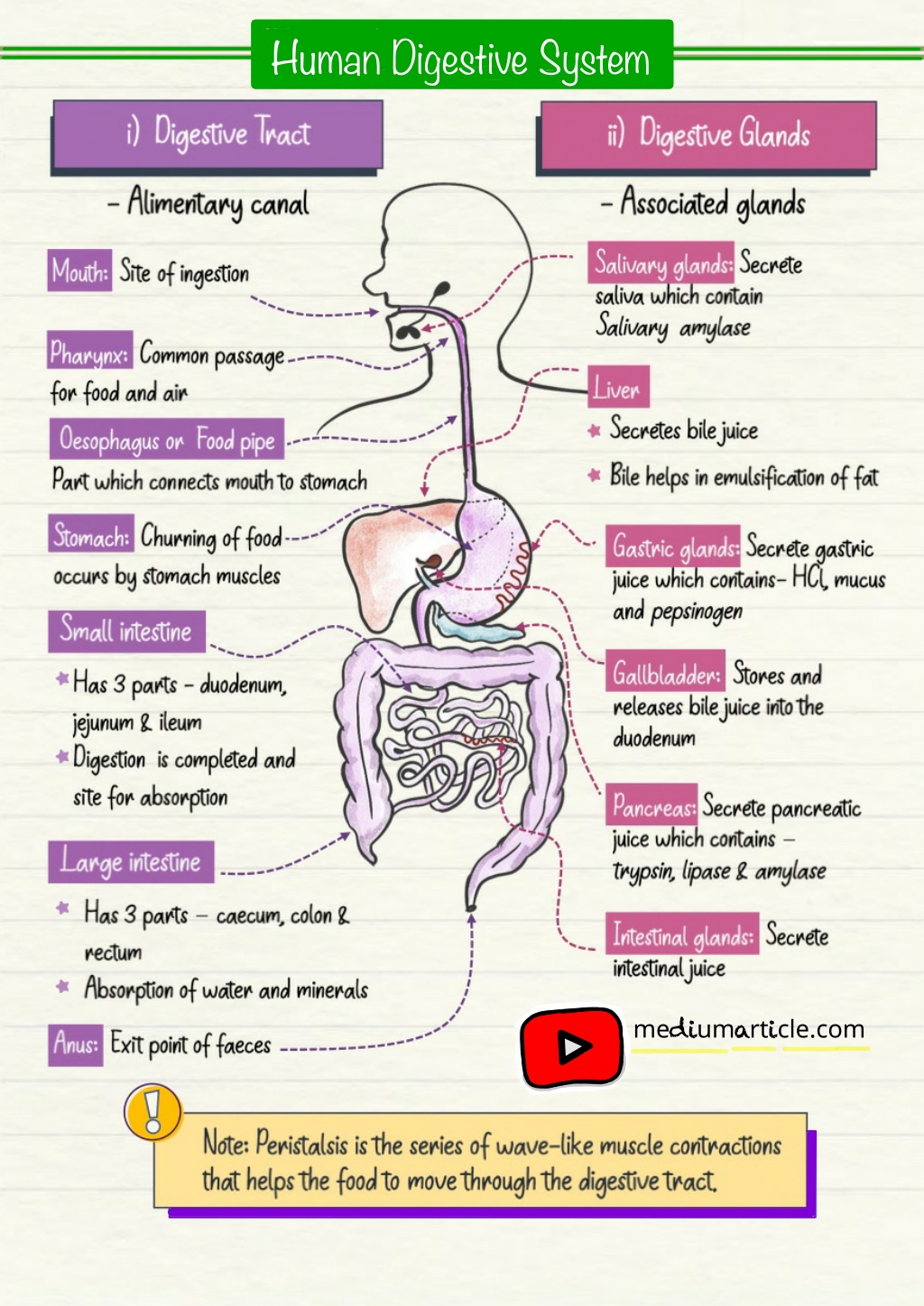 PPT - life processes class 10 notes | Free Download life processes ...