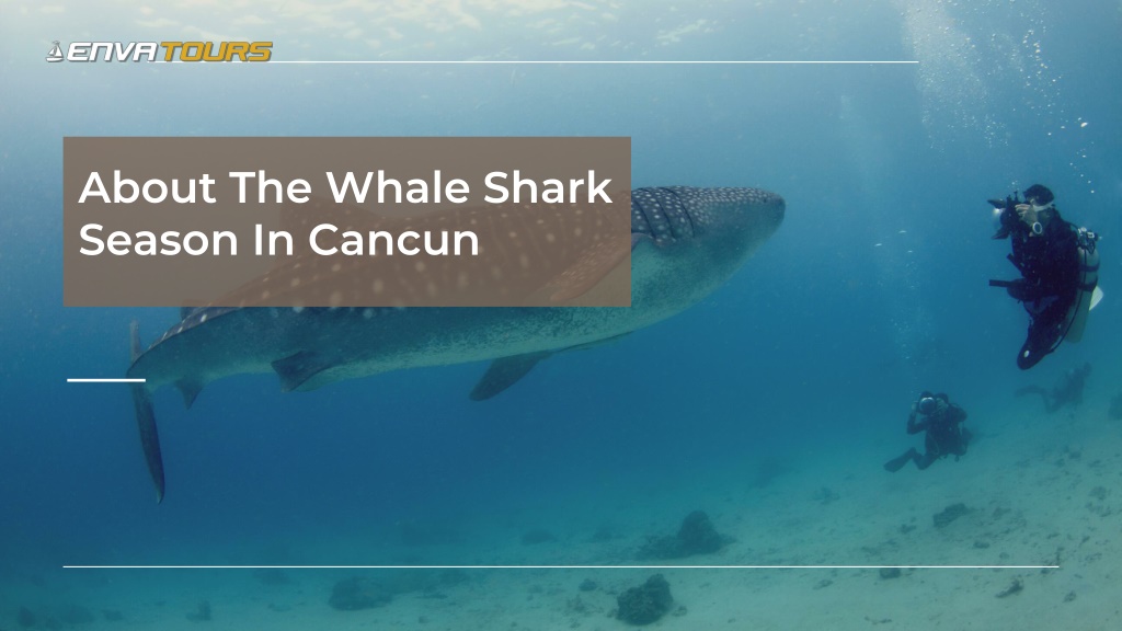 PPT All You Wanna Know Before Taking a Swim with Whale Sharks in