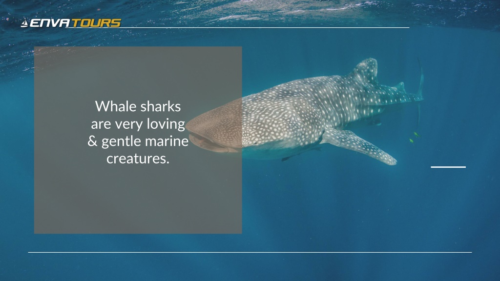 PPT - All You Wanna Know Before Taking a Swim with Whale Sharks in ...