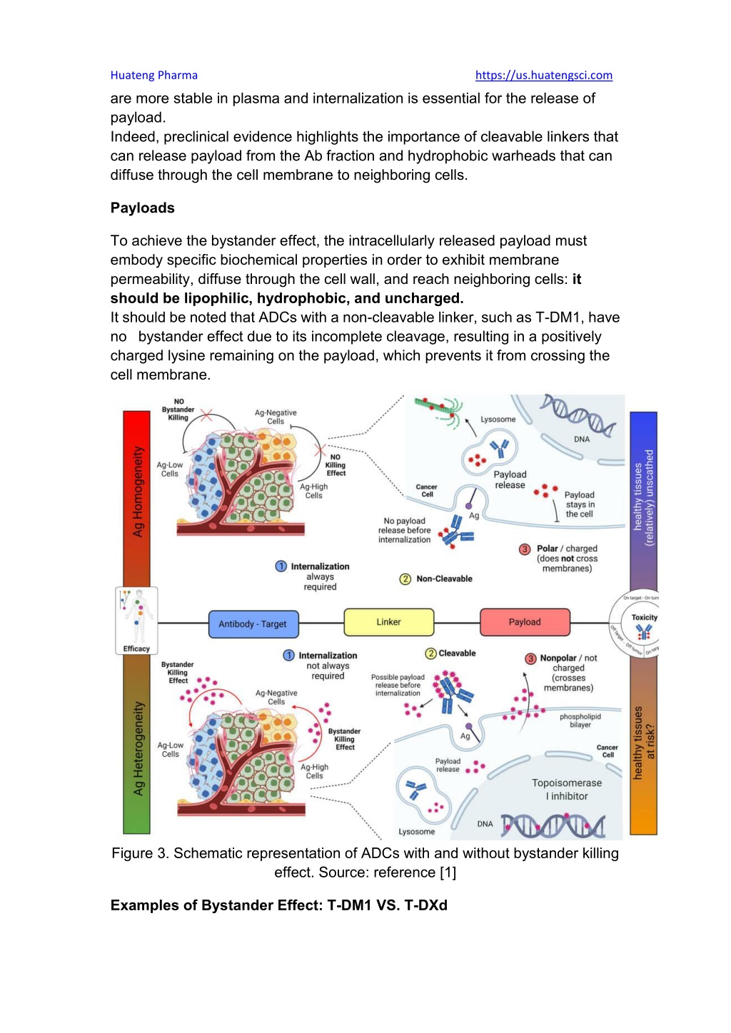 PPT - Bystander Effect Of Antibody-drug Conjugates (ADCs) PowerPoint ...