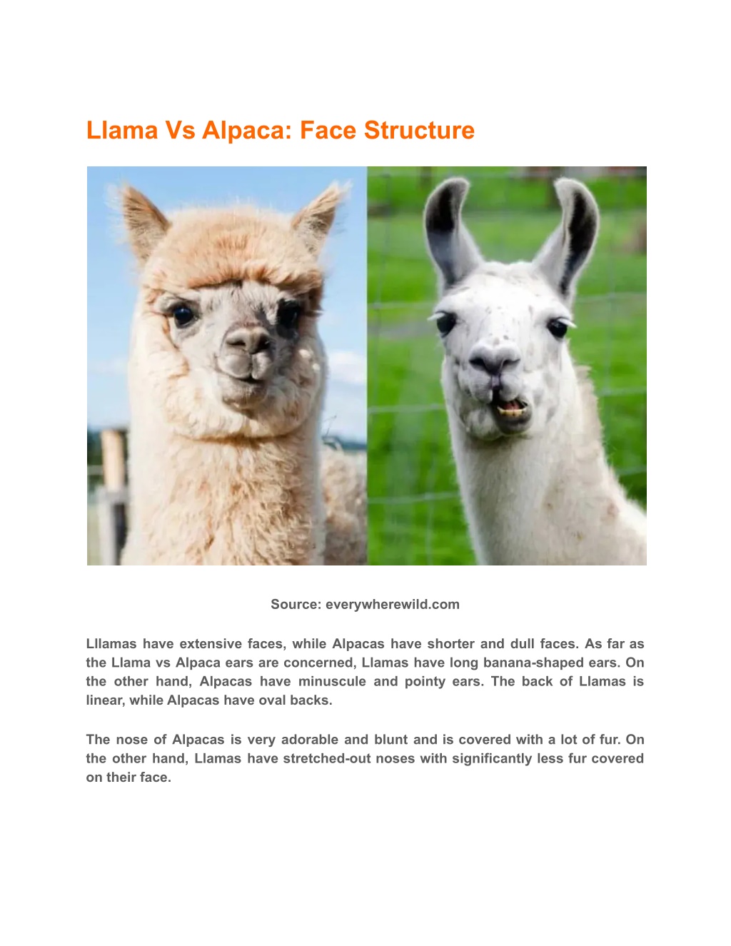 PPT Llama Vs Alpaca Everything You Need To Know PowerPoint 