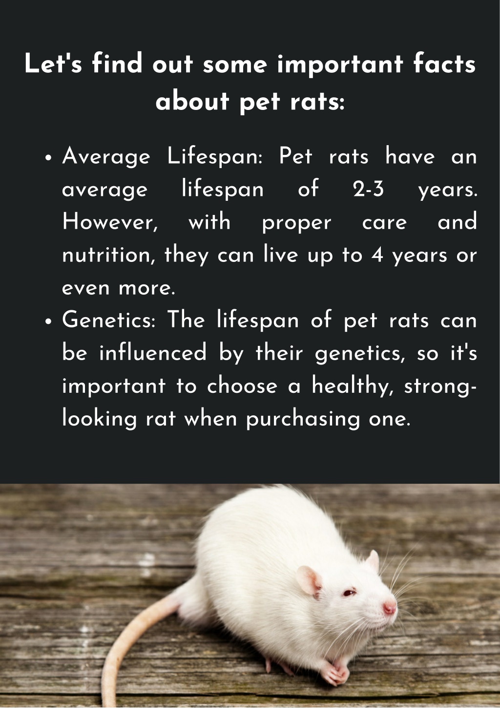 PPT Everything You Need to Know About How Long Pet Rats Live