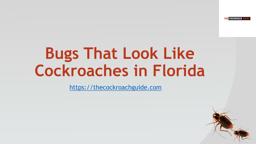 Ppt - Bugs That Look Like Cockroaches In Florida - Thecockroachguide 