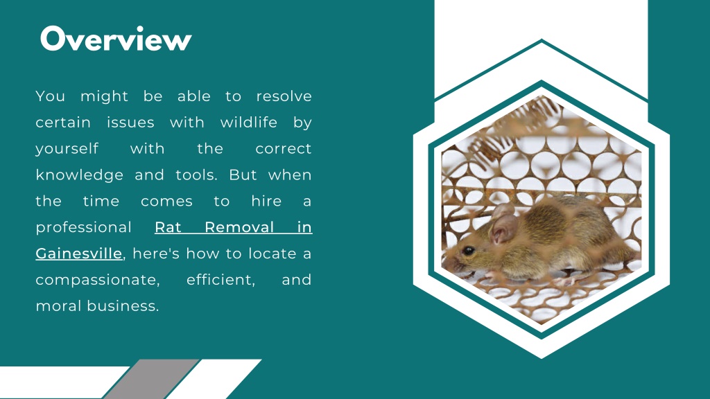 PPT Choosing a wildlife removal company PowerPoint Presentation, free