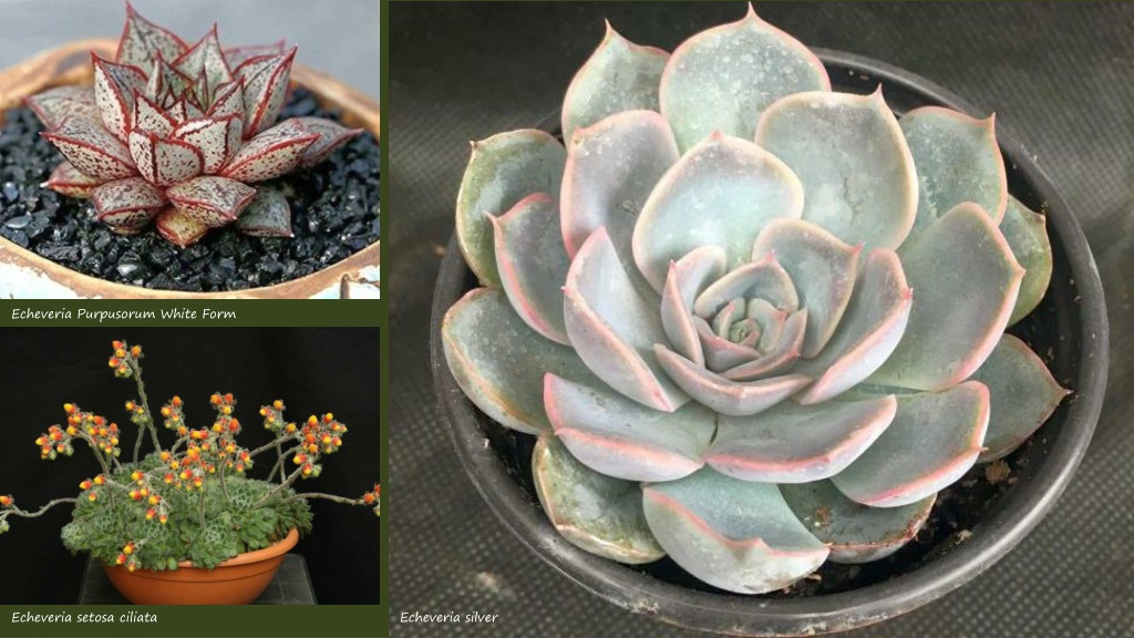 PPT - Succulents2 PowerPoint Presentation, free download - ID:11966439