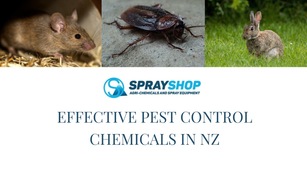 PPT Effective Pest Control Chemicals in NZ PowerPoint Presentation