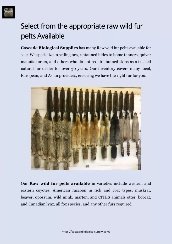 PPT - Raw wild fur pelts available PowerPoint Presentation, free ...