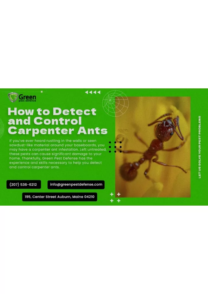 PPT Residential Pest Control Maine carpenter Ants PowerPoint
