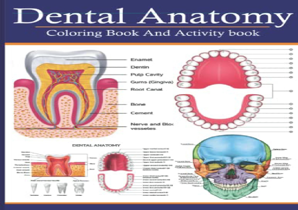 PPT PDF Dental Anatomy Coloring Book And Activity Book A Dental