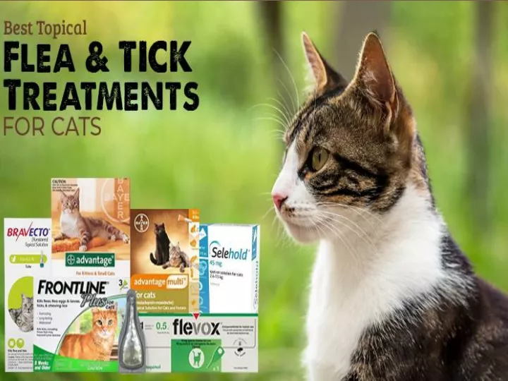 PPT Best Topical Flea and Tick Treatments for Cats PowerPoint Presentation ID12024333