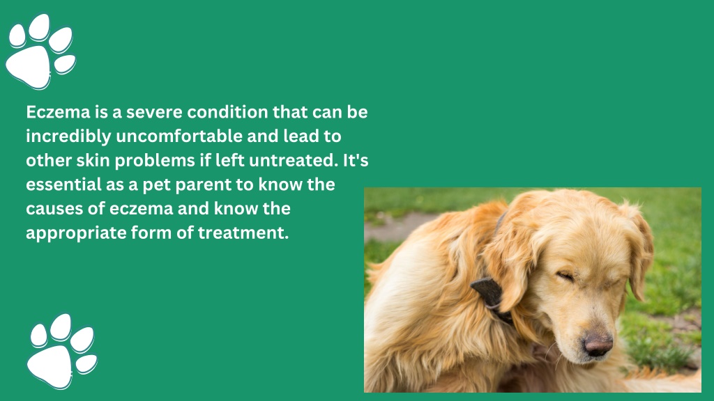 PPT - causes of eczema in dogs PowerPoint Presentation, free download ...