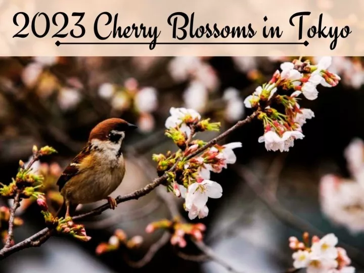 peak bloom in tokyo and more from cherry blossom season n.