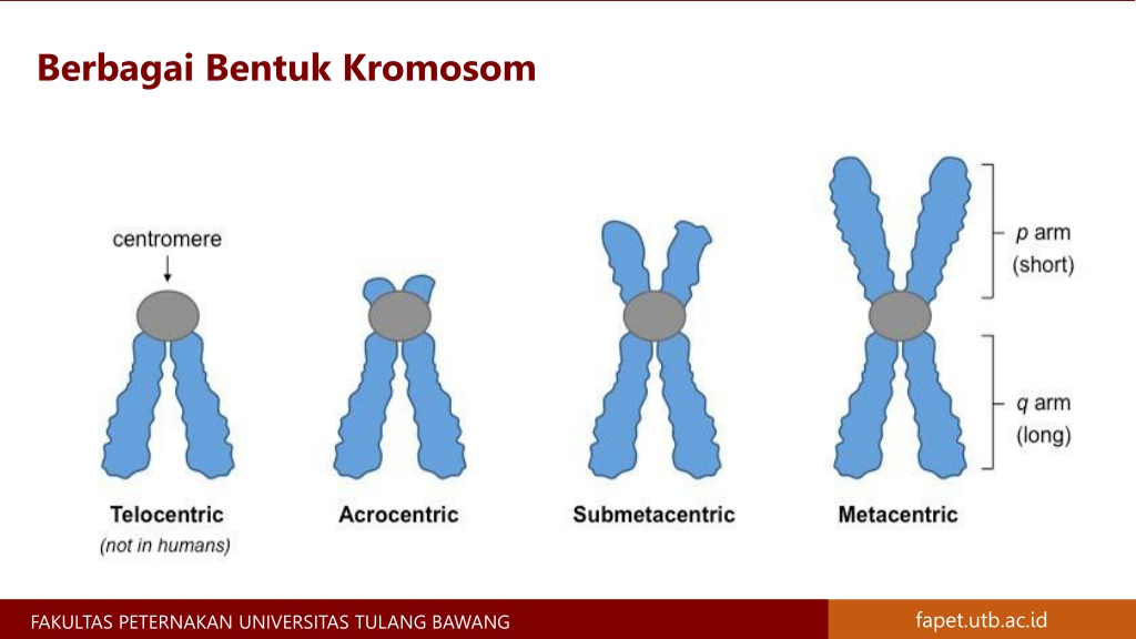 ppt-materi-genetik-kromosom-gen-dna-dan-rna-materi-genetika