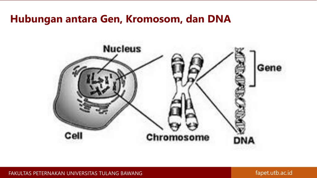 ppt-materi-genetik-kromosom-gen-dna-dan-rna-materi-genetika