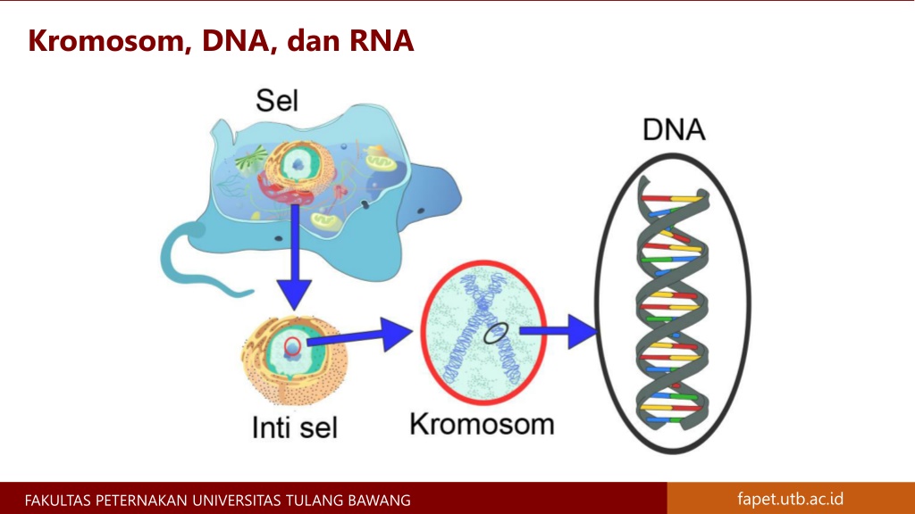 PPT - Materi Genetik Kromosom, Gen, DNA, dan RNA - Materi Genetika ...