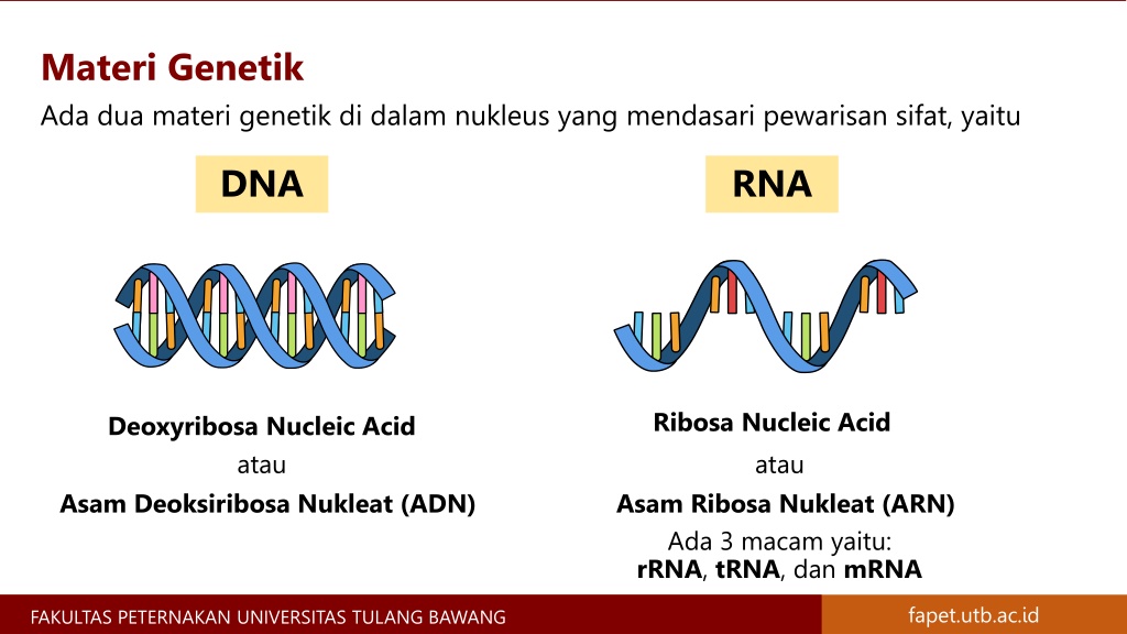 PPT - Materi Genetik Kromosom, Gen, DNA, Dan RNA - Materi Genetika ...