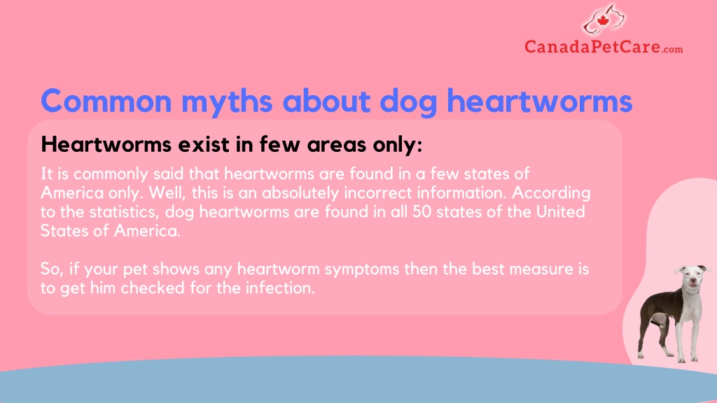 PPT - Myths and Facts about Heartworms in dogs PowerPoint Presentation ...