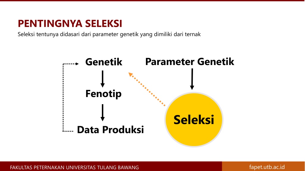 PPT - Seleksi Pada Ruminansia Besar - Materi Pemuliaan Ternak Dasar ...