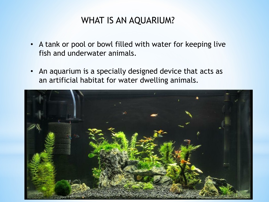 PPT - AQUARIUM FISH AND THEIR MAINTENANCE PPT PowerPoint Presentation ...