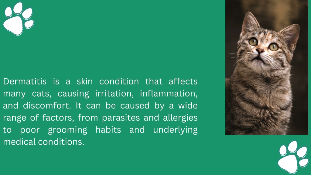 Ppt Key Causes Of Dermatitis In Cats Powerpoint Presentation Free Download Id 12109276