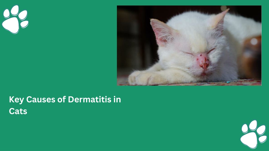 Ppt Key Causes Of Dermatitis In Cats Powerpoint Presentation Free Download Id 12109276