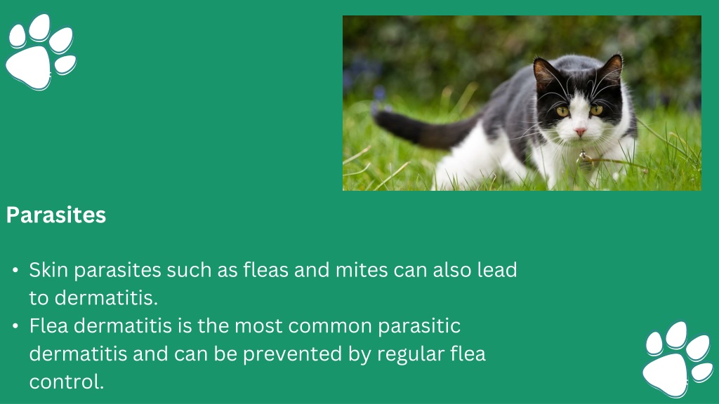 PPT Key Causes of Dermatitis in Cats PowerPoint Presentation, free