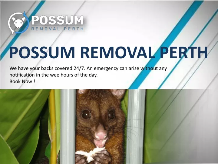 PPT Possum Removal Perth PowerPoint Presentation, free download ID12111261