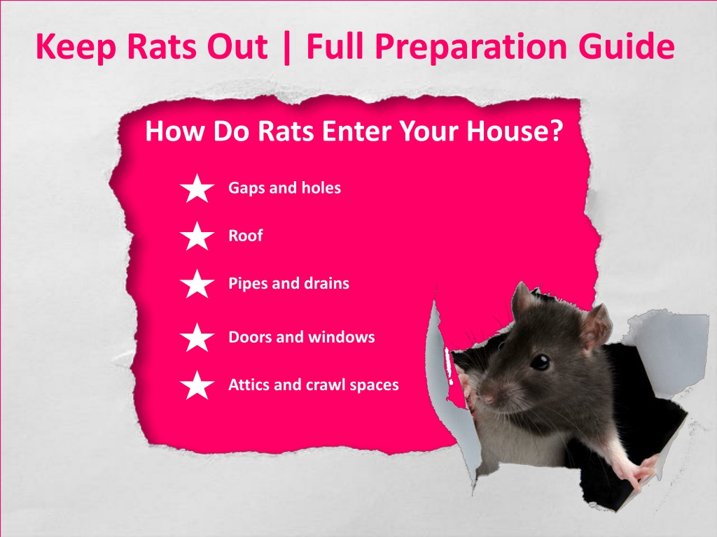 PPT - RIP Rodent Control Melbourne PowerPoint Presentation, free download - ID:12111581