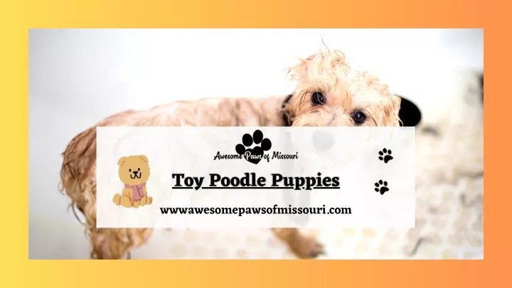 PPT - Reasons to Love the New Toy Poodle Puppies PowerPoint ...