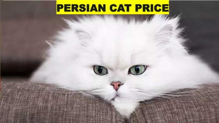 PPT - Persian Cat Price PowerPoint Presentation, free download - ID ...